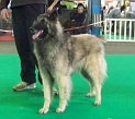 n°94 Chentytdes loups de la foret sacrée 5408
